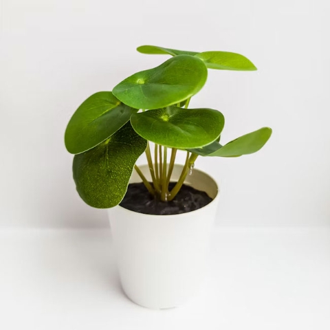 Plants